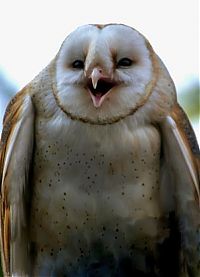 Fauna & Flora: laughing owl