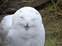 Fauna & Flora: laughing owl