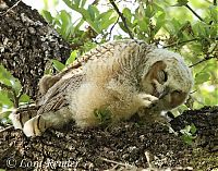 Fauna & Flora: laughing owl