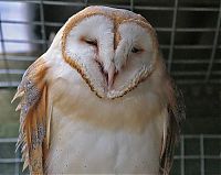 Fauna & Flora: laughing owl