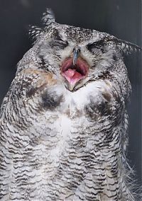 Fauna & Flora: laughing owl