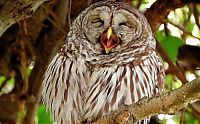 Fauna & Flora: laughing owl