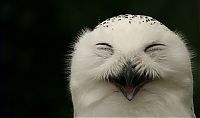 Fauna & Flora: laughing owl