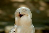 Fauna & Flora: laughing owl