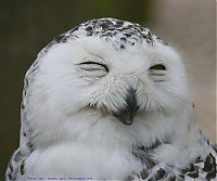 Fauna & Flora: laughing owl