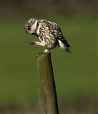 Fauna & Flora: laughing owl