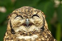 Fauna & Flora: laughing owl