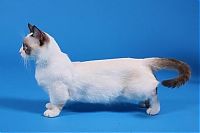 Fauna & Flora: munchkin cat