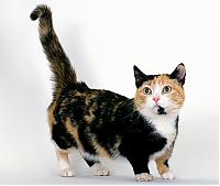 TopRq.com search results: munchkin cat