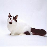 Fauna & Flora: munchkin cat
