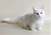 Fauna & Flora: munchkin cat