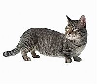 TopRq.com search results: munchkin cat