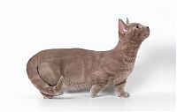 TopRq.com search results: munchkin cat