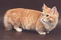 TopRq.com search results: munchkin cat