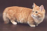 Fauna & Flora: munchkin cat