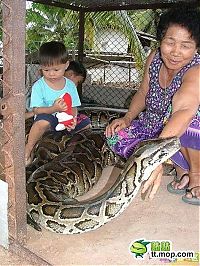 Fauna & Flora: child playing with a large snake