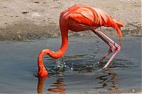 Fauna & Flora: flamingo fail