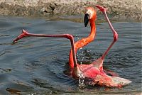 Fauna & Flora: flamingo fail