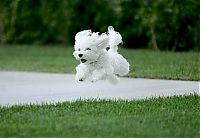 TopRq.com search results: running dog