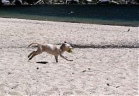 TopRq.com search results: running dog