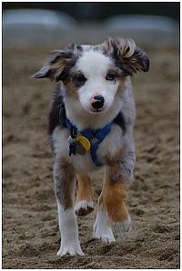 TopRq.com search results: running dog