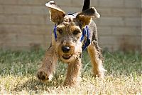 TopRq.com search results: running dog