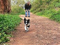 Fauna & Flora: running dog