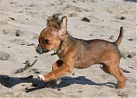 TopRq.com search results: running dog