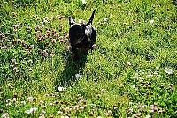 Fauna & Flora: running dog