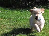 TopRq.com search results: running dog