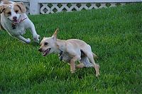 Fauna & Flora: running dog