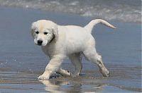 TopRq.com search results: running dog