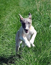 TopRq.com search results: running dog