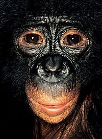 Fauna & Flora: ape portrait