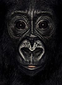 Fauna & Flora: ape portrait