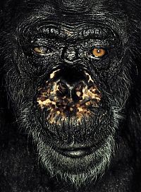 Fauna & Flora: ape portrait