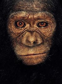 Fauna & Flora: ape portrait