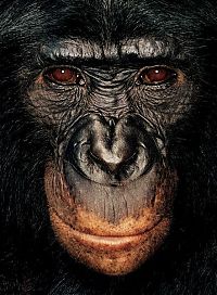 Fauna & Flora: ape portrait