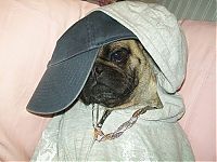 TopRq.com search results: pug in costume