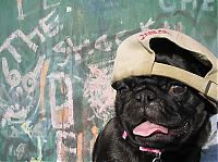 TopRq.com search results: pug in costume