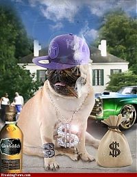 Fauna & Flora: pug in costume