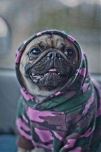 TopRq.com search results: pug in costume