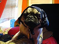 TopRq.com search results: pug in costume