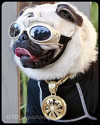 TopRq.com search results: pug in costume