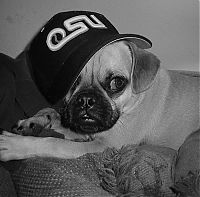 TopRq.com search results: pug in costume