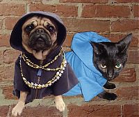 Fauna & Flora: pug in costume