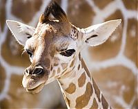 Fauna & Flora: baby giraffe