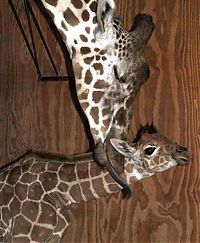 Fauna & Flora: baby giraffe