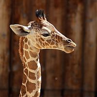 Fauna & Flora: baby giraffe