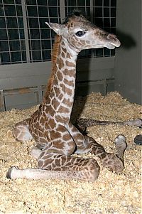 TopRq.com search results: baby giraffe